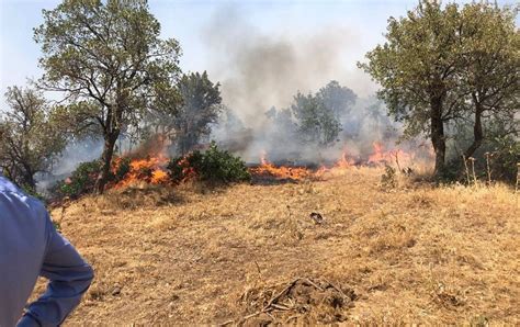 O­r­m­a­n­ ­Y­a­n­g­ı­n­l­a­r­ı­ ­K­a­ç­a­k­ç­ı­l­a­r­ ­T­a­r­a­f­ı­n­d­a­n­ ­K­a­s­ı­t­l­ı­ ­Ç­ı­k­a­r­ı­l­ı­y­o­r­